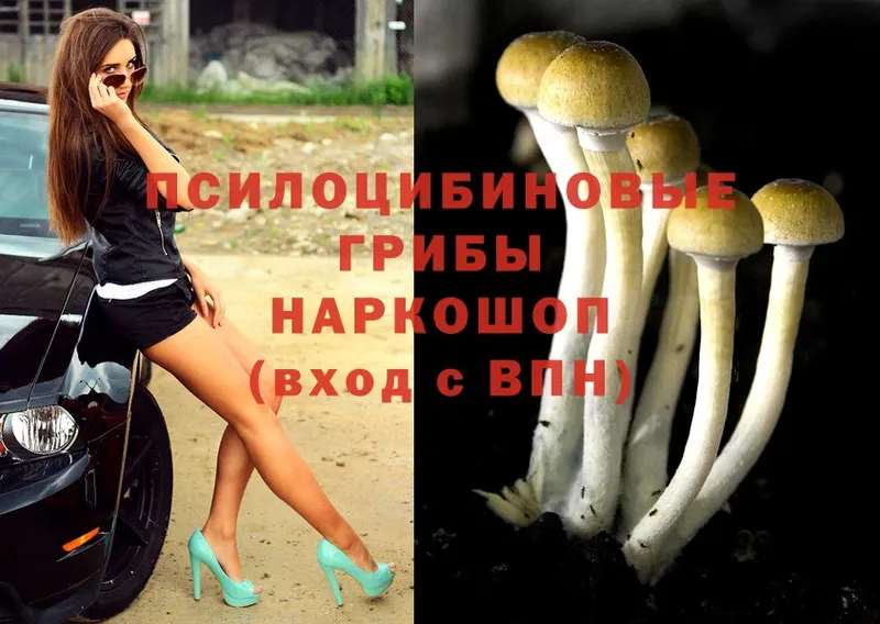 Псилоцибиновые грибы Psilocybine cubensis  Полярный 